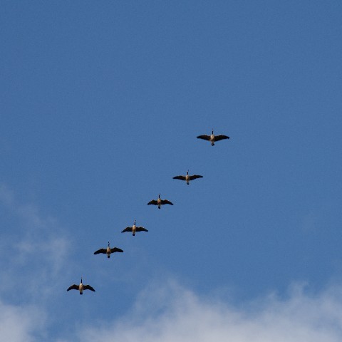 Geese flying to ...