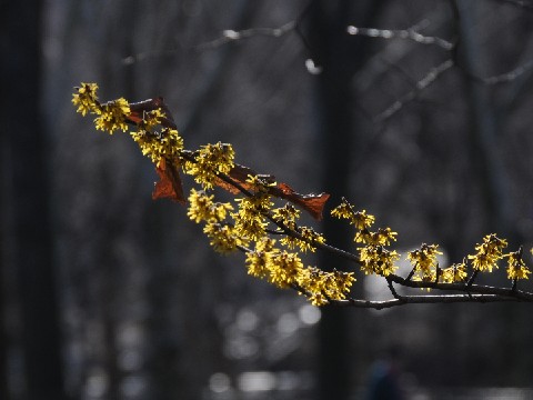 Early flowers
