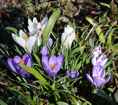 Croci, Central Park, March 2008