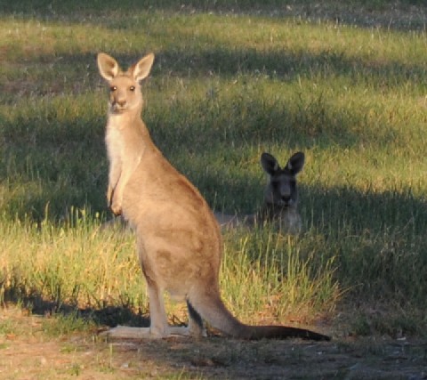 The neighbours in Canberra