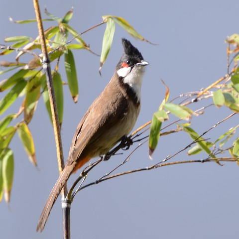 Bulbul on bamboo outside my flat