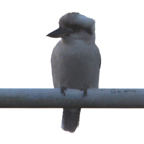 Kookaburra on building opposite my flat
