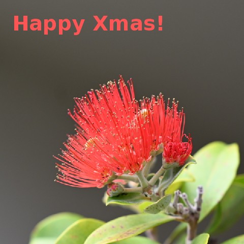 Pōhutukawa blossom