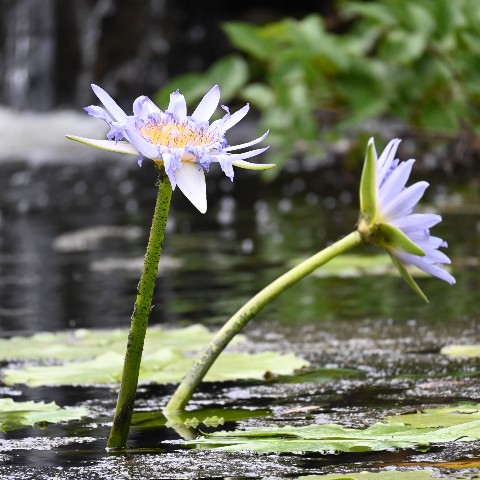Water lilies at Sydney Park