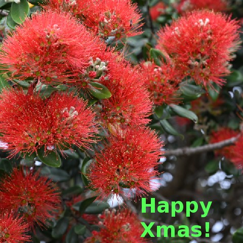 Pōhutukawa at Mission Bay