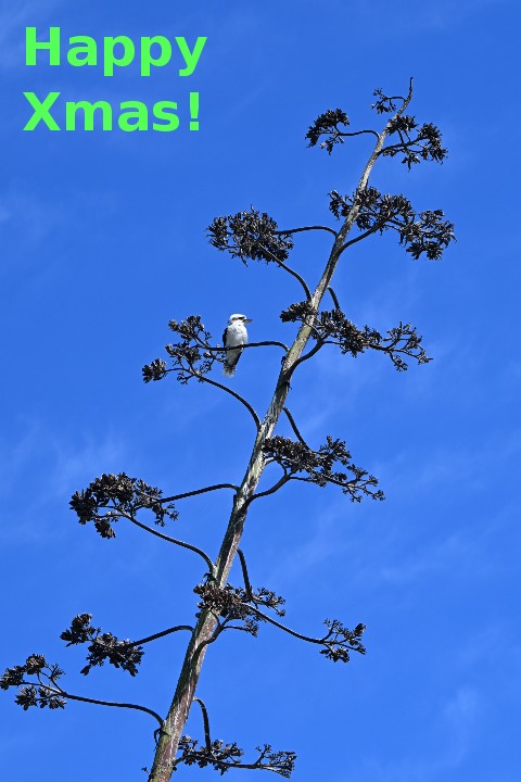 Pōhutukawa at Mission Bay