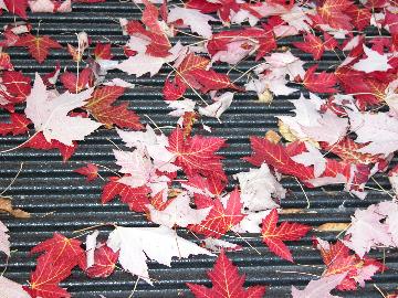 Fall leaves near Stade Olympique