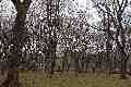 Bare trees, Central Park