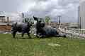 Scottish Angus Cow and Calf, Dan Ostermiller