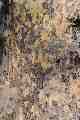 Bark pattern