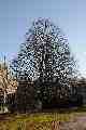 Symmetrical tree