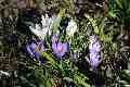 Croci