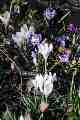 Croci