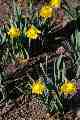 Daffodils