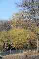 The wind in the willows