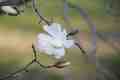 Magnolia stellata