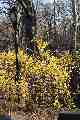 Forsythia