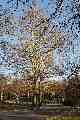 Bare trees