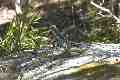 Lizard at Shelly Beach