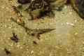 Mudskipper, Sydney Aquarium