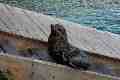 Mangy-looking Seal, Sydney Aquarium
