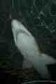 Shark, Sydney Aquarium