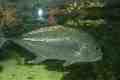 Fish, Sydney Aquarium