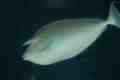 Fish, Sydney Aquarium