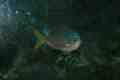 Fish, Sydney Aquarium