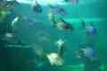 Fish, Sydney Aquarium