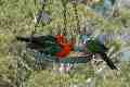 King Parrots