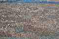 Mosaic at Parliament Buildings, Canberra