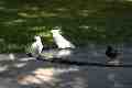 Sulphur-crested cockatoos