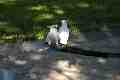 Sulphur-crested cockatoos