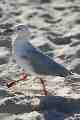 Seagull, North Bondi Beach