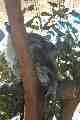 Koala, Taronga Park