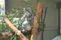 Koala, Taronga Park