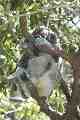 Koala, Taronga Park