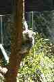 Koala, Taronga Park