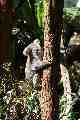 Koala, Taronga Park