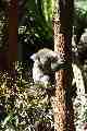 Koala, Taronga Park