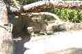 Wallaby, Taronga Park