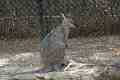 Wallaby, Taronga Park