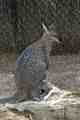 Wallaby, Taronga Park