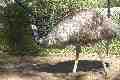 Emu, Taronga Park
