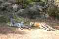 Kangaroos, Taronga Park