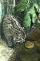 Fishing Cat, Taronga Park