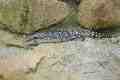 Skink, Taronga Park