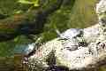 Turtles, Taronga Park