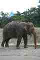 Elephant, Taronga Park